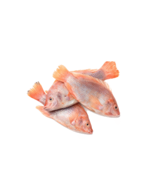 Talapia Merah 1kg
