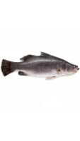 Siakap 500g