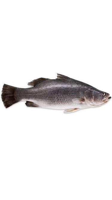 Siakap 500g
